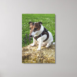 Capo von Oppenheim, Jack Russell Terrier, Hund Canvastryck