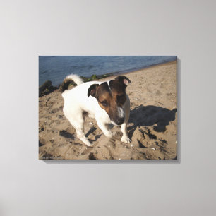Capo von Oppenheim, Jack Russell Terrier, Hund Canvastryck