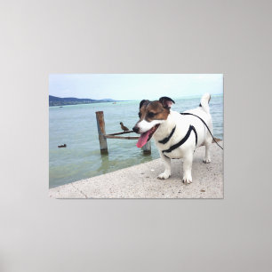 Capo von Oppenheim, Jack Russell Terrier Hund Canvastryck