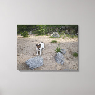 Capo von Oppenheim, Jack Russell Terrier, Hund Canvastryck