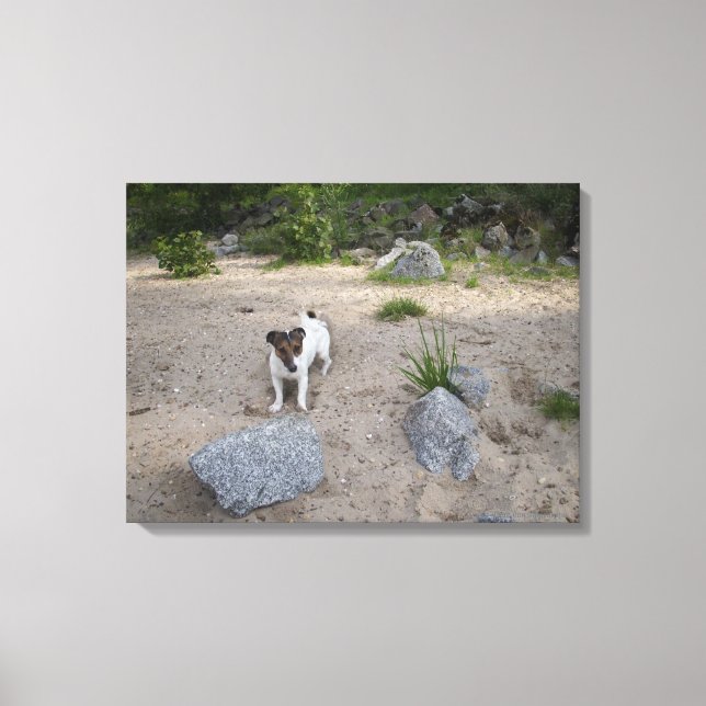 Capo von Oppenheim, Jack Russell Terrier, Hund Canvastryck (Framsida)