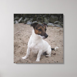Capo von Oppenheim, Jack Russell Terrier, Hund Canvastryck