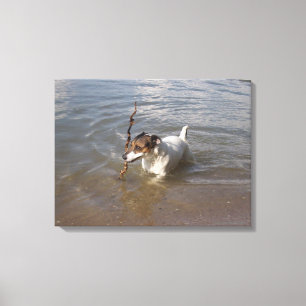 Capo von Oppenheim, Jack Russell Terrier, Hund Canvastryck