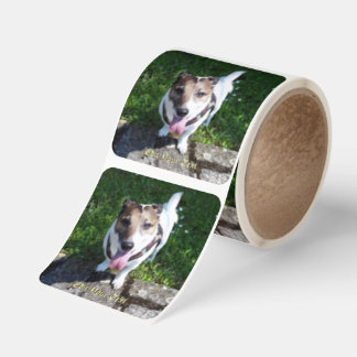 Capo von Oppenheim Jack Russell Terrier, Hund Fyrkantigt Klistermärke