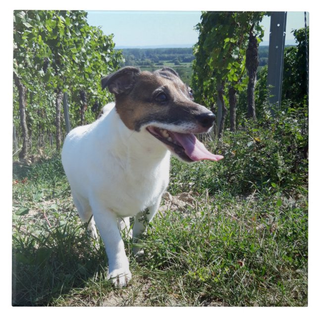 Capo von Oppenheim Jack Russell Terrier, Hund Kakelplatta (Framsidan)