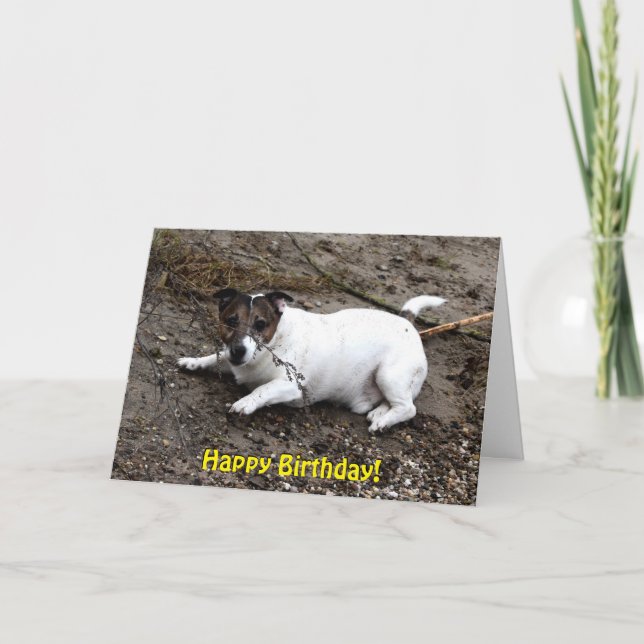 Capo von Oppenheim Jack Russell Terrier, Hund Kort (Framsida)