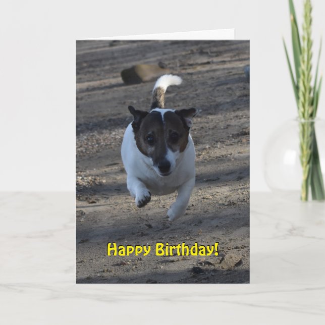 Capo von Oppenheim Jack Russell Terrier, Hund Kort (Framsida)