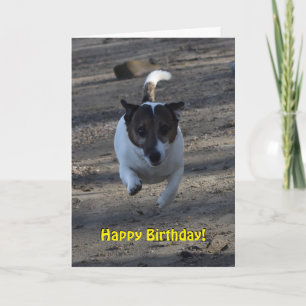 Capo von Oppenheim Jack Russell Terrier, Hund Kort