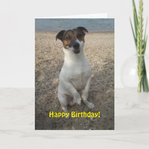 Capo von Oppenheim Jack Russell Terrier, Hund Kort