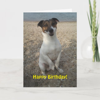 Capo von Oppenheim Jack Russell Terrier, Hund Kort
