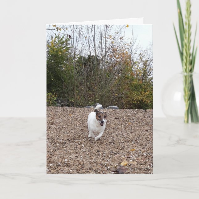 Capo von Oppenheim Jack Russell Terrier, Hund Kort (Framsida)