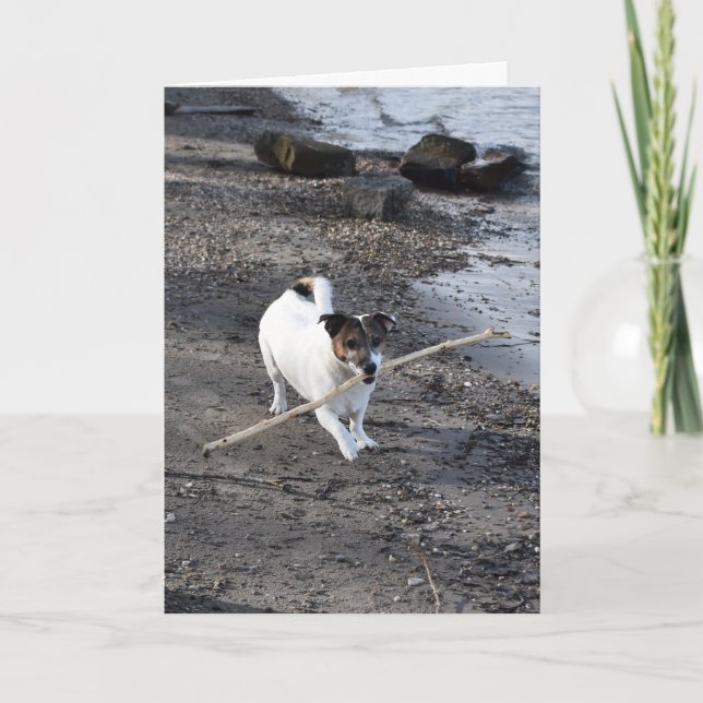 Capo von Oppenheim Jack Russell Terrier, Hund Kort (Framsida)