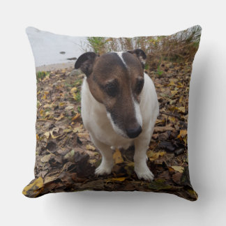 Capo von Oppenheim, Jack Russell Terrier Hund Kudde