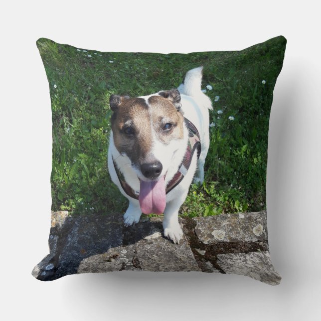 Capo von Oppenheim, Jack Russell Terrier Hund Kudde (Framsida)