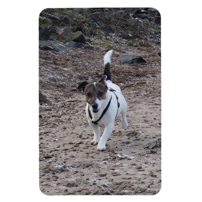 Capo von Oppenheim, Jack Russell Terrier Hund Magn Magnet (Vertikal)