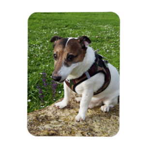 Capo von Oppenheim, Jack Russell Terrier Hund Magn Magnet