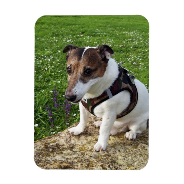 Capo von Oppenheim, Jack Russell Terrier Hund Magn Magnet (Vertikal)