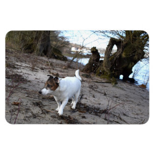 Capo von Oppenheim, Jack Russell Terrier Hund Magn Magnet