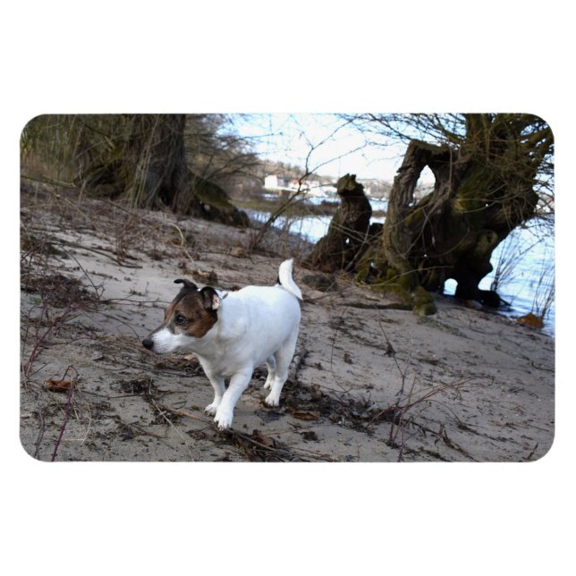 Capo von Oppenheim, Jack Russell Terrier Hund Magn Magnet (Horisontell)