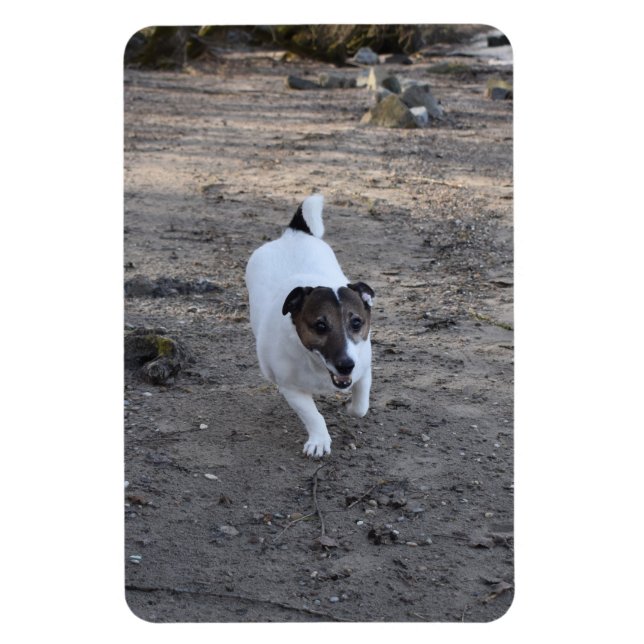 Capo von Oppenheim, Jack Russell Terrier Hund Magnet (Vertikal)