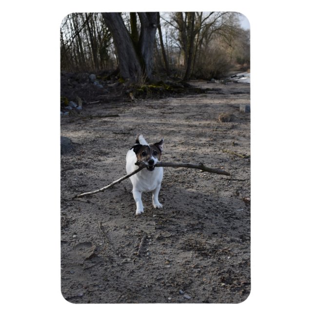 Capo von Oppenheim, Jack Russell Terrier Hund Magnet (Vertikal)