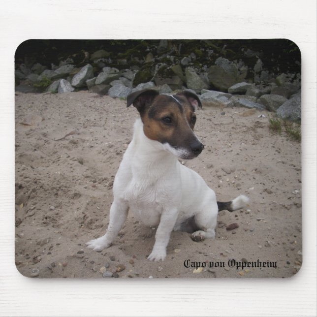 Capo von Oppenheim Jack Russell Terrier, Hund Musmatta (Framsidan)
