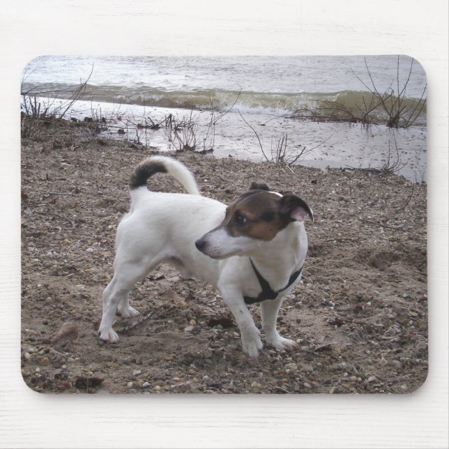 Capo von Oppenheim Jack Russell Terrier, Hund Musmatta (Framsidan)