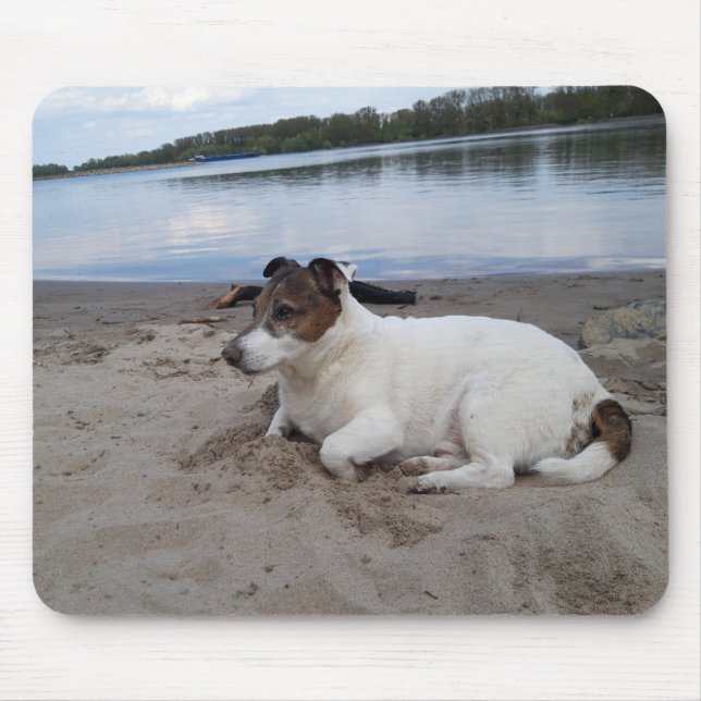 Capo von Oppenheim Jack Russell Terrier, Hund Musmatta (Framsidan)