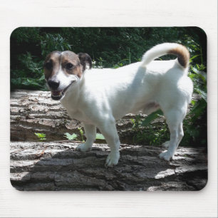 Capo von Oppenheim Jack Russell Terrier, Hund Musmatta