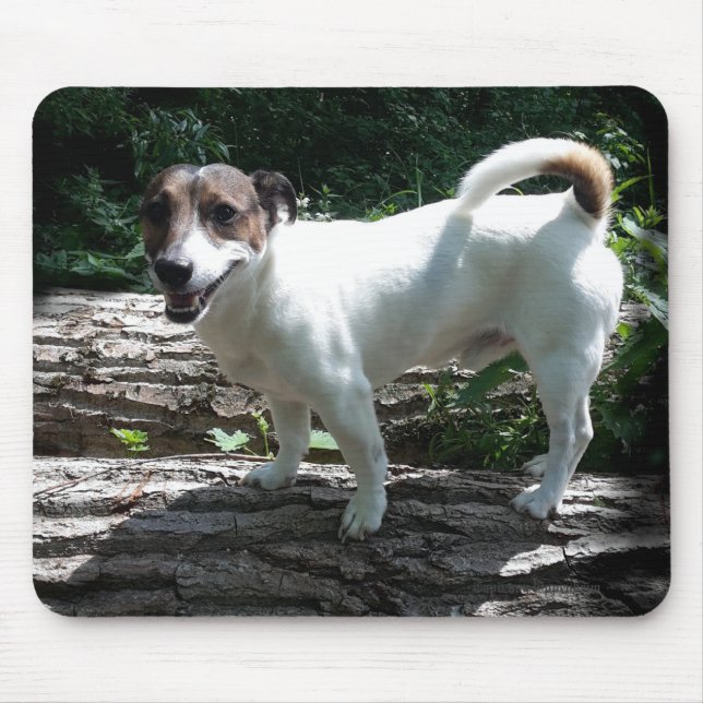 Capo von Oppenheim Jack Russell Terrier, Hund Musmatta (Framsidan)