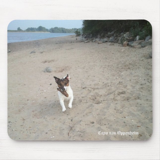 Capo von Oppenheim Jack Russell Terrier, Hund Musmatta (Framsidan)