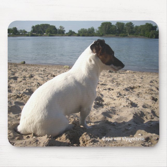 Capo von Oppenheim Jack Russell Terrier, Hund Musmatta (Framsidan)