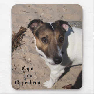 Capo von Oppenheim Jack Russell Terrier, Hund Musmatta