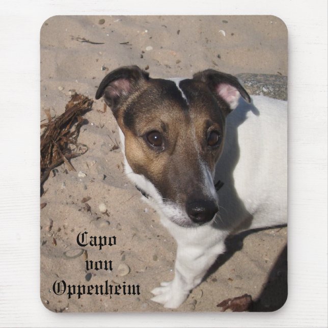 Capo von Oppenheim Jack Russell Terrier, Hund Musmatta (Framsidan)
