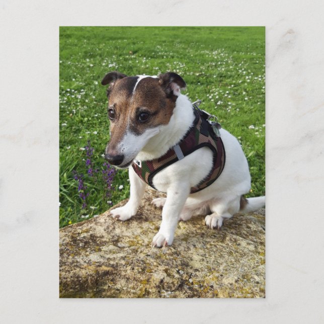 Capo von Oppenheim, Jack Russell Terrier Hund Post Vykort (Framsida)