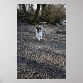 Capo von Oppenheim, Jack Russell Terrier hund Poster