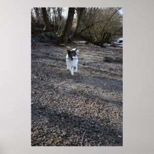 Capo von Oppenheim, Jack Russell Terrier hund Poster