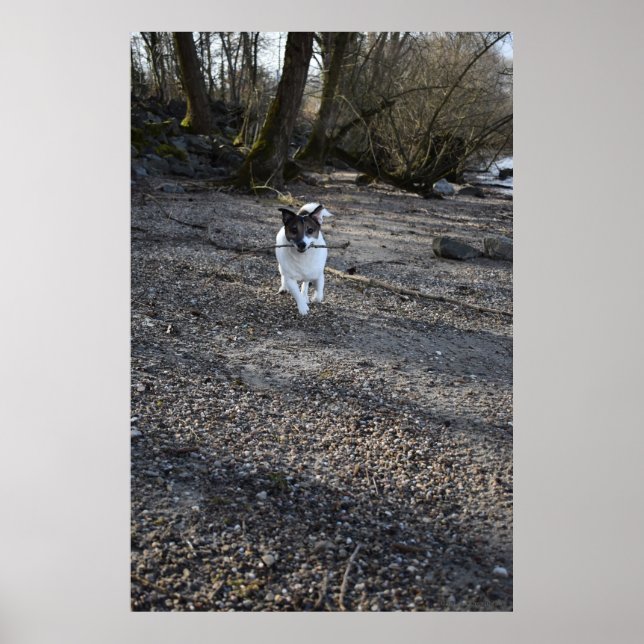 Capo von Oppenheim, Jack Russell Terrier hund Poster (Framsidan)