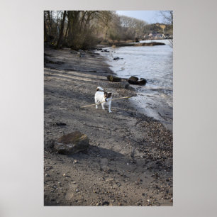 Capo von Oppenheim, Jack Russell Terrier hund Poster