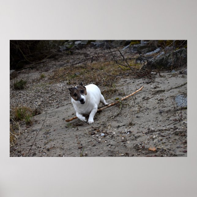Capo von Oppenheim, Jack Russell Terrier hund Poster (Framsidan)