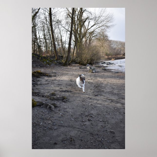 Capo von Oppenheim, Jack Russell Terrier hund Poster (Framsidan)