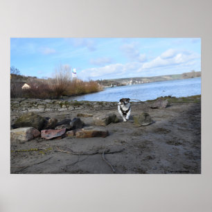 Capo von Oppenheim, Jack Russell Terrier Hund Poster