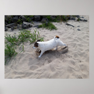 Capo von Oppenheim, Jack Russell Terrier Hund Poster