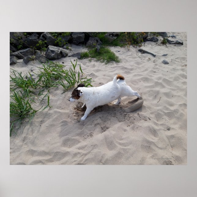 Capo von Oppenheim, Jack Russell Terrier Hund Poster (Framsidan)