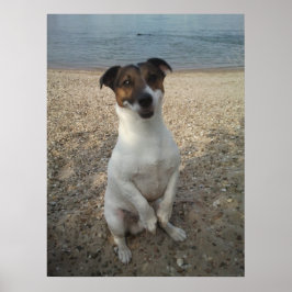 Capo von Oppenheim, Jack Russell Terrier hund Poster