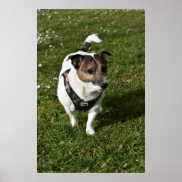 Capo von Oppenheim, Jack Russell Terrier hund Poster