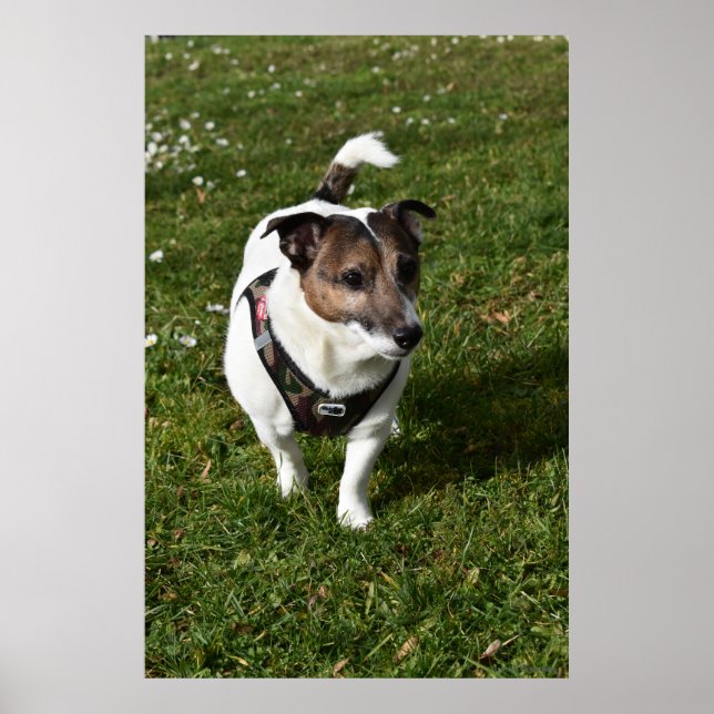 Capo von Oppenheim, Jack Russell Terrier hund Poster (Framsidan)