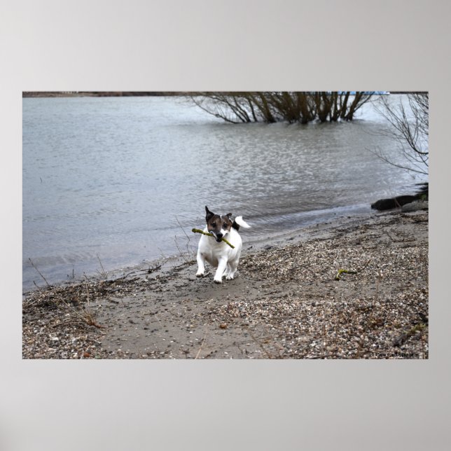 Capo von Oppenheim, Jack Russell Terrier hund Poster (Framsidan)