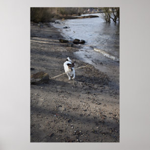 Capo von Oppenheim, Jack Russell Terrier hund Poster