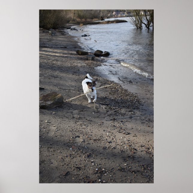 Capo von Oppenheim, Jack Russell Terrier hund Poster (Framsidan)